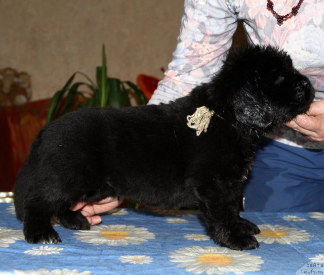 Фото: ньюфаундленд Рок Кристал из Медвежьего Яра