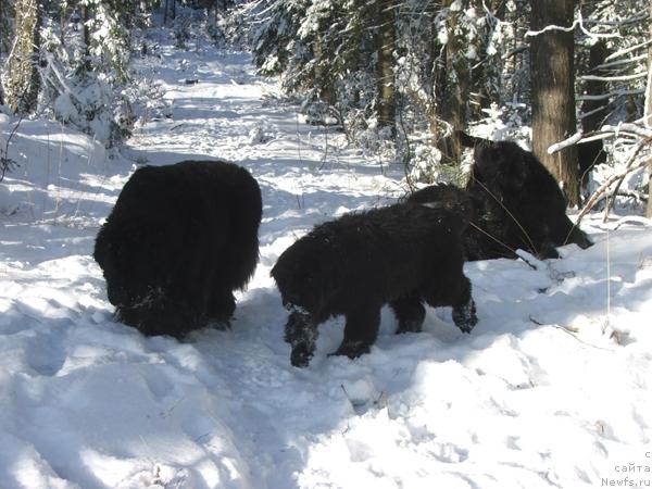 Фото: ньюфаундленд Плюшевая Панда Алекс Шоу (Plushevaya Panda Alex Show)