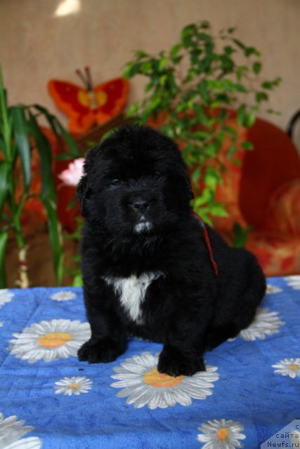 Фото: ньюфаундленд Райзин Стар из Медвежьего Яра