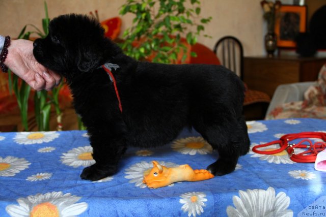 Фото: ньюфаундленд Райзин Стар из Медвежьего Яра