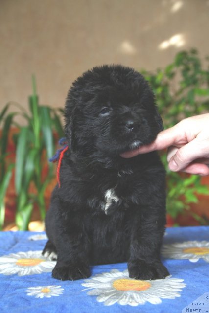 Фото: ньюфаундленд Ребекка из Медвежьего Яра