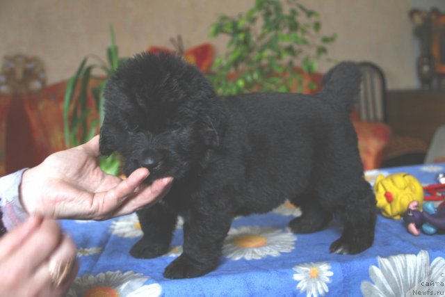 Фото: ньюфаундленд Ребекка из Медвежьего Яра