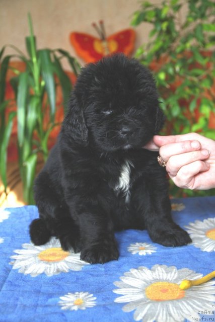 Фото: ньюфаундленд Рашн Румба из Медвежьего Яра