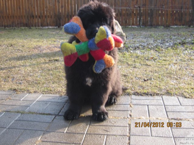 Фото: ньюфаундленд Cristalmar Cadeaux de Noel