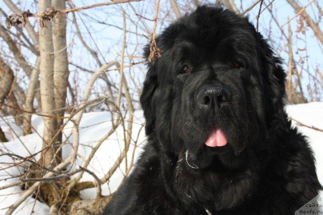 Фото: ньюфаундленд Fortuna of Giant's Island