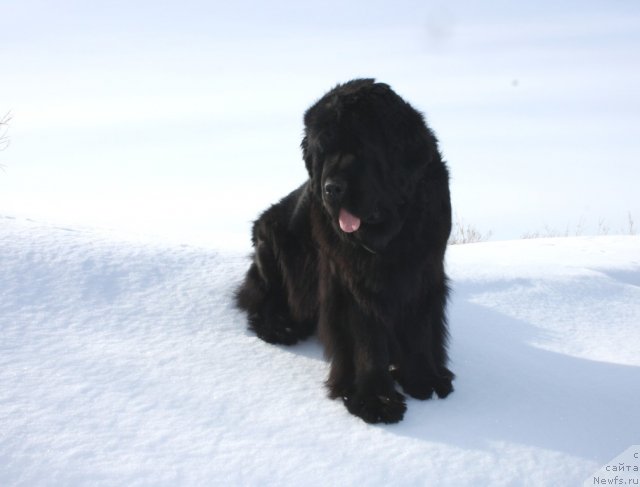 Фотография № 93057