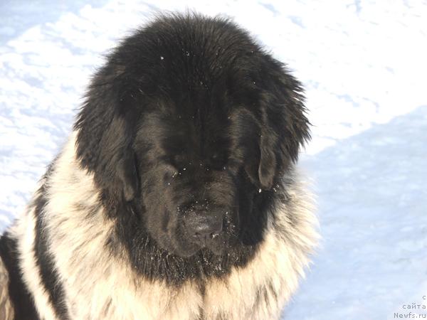 Фото: ньюфаундленд Плюшевая Панда Дэбра (Plushevaya Panda Debra)