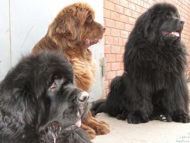 Фото: ньюфаундленд Баловень Судьбы, ньюфаундленд Ньюфорт Лунный Бархат, ньюфаундленд Бархатка Роскошная