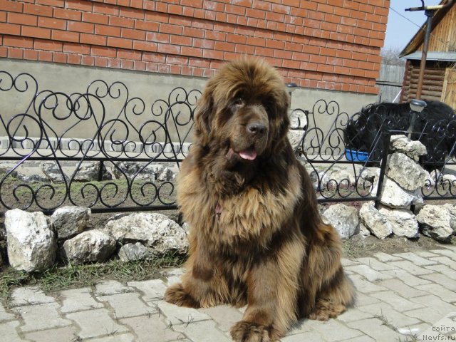 Фото: ньюфаундленд Бархатка Роскошная