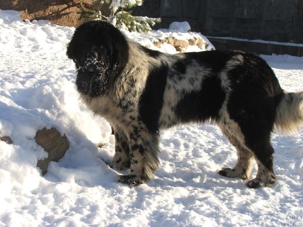 Фото: ньюфаундленд Плюшевая Панда Дэбра (Plushevaya Panda Debra)