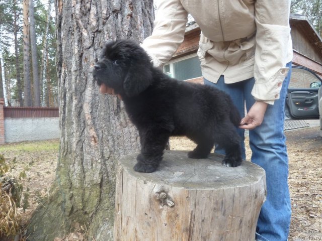 Фото: ньюфаундленд Супер Премиум Ля Мезон