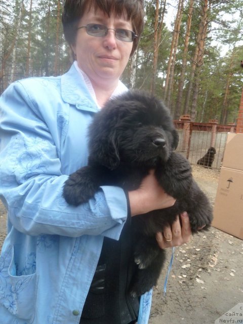 Фото: ньюфаундленд Супер Премиум Ля Мезон