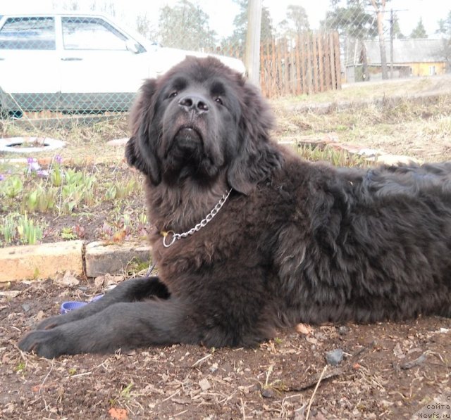 Фото: ньюфаундленд Примадонна Климская