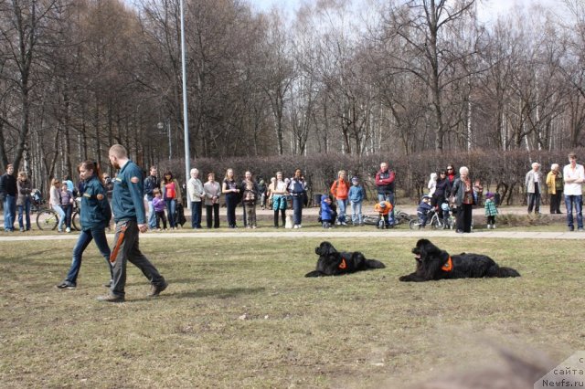 Фото: ньюфаундленд Рэш, ньюфаундленд Мэджикал Оушен Дип Лав