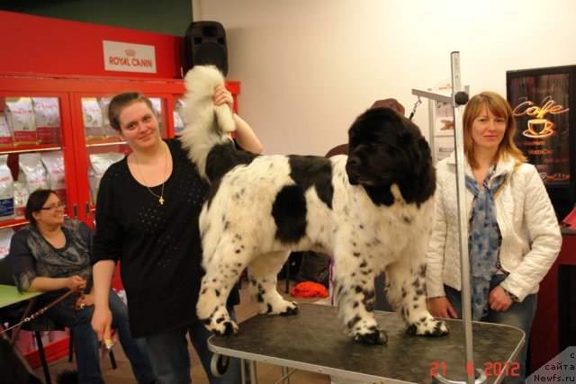 Фото: ньюфаундленд Аквиан Сонг Зеро Гравити (Akvian Song Zero Graviti)