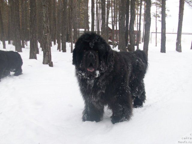 Фото: ньюфаундленд Карат из Медвежьего Яра (Karat iz Medvejyego Yara)