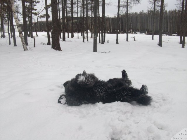 Фото: ньюфаундленд Карат из Медвежьего Яра (Karat iz Medvejyego Yara)