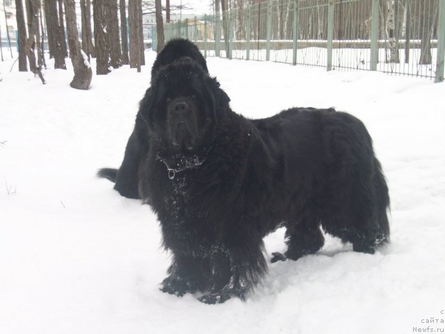 Фото: ньюфаундленд Ярада из Сибирской Глубинки (Yarada iz Sibirskoy Glubinki)