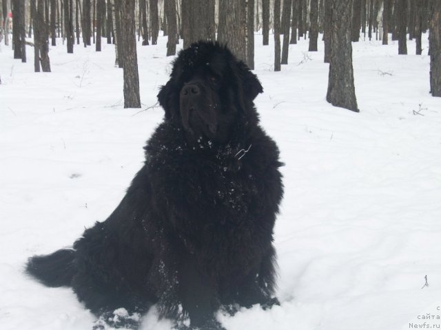 Фото: ньюфаундленд Ярада из Сибирской Глубинки (Yarada iz Sibirskoy Glubinki)