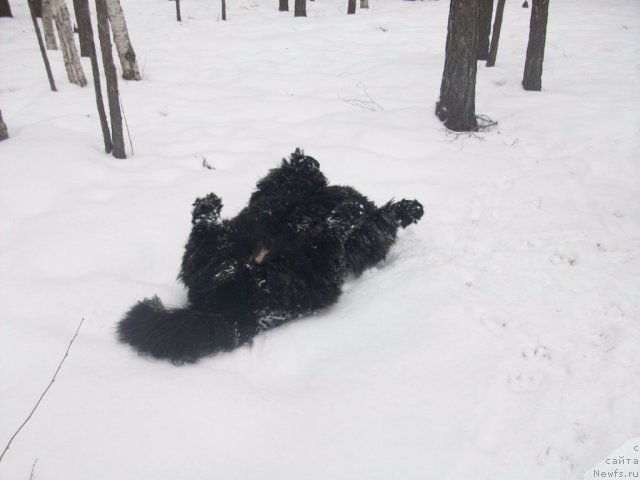 Фото: ньюфаундленд Ярада из Сибирской Глубинки (Yarada iz Sibirskoy Glubinki)