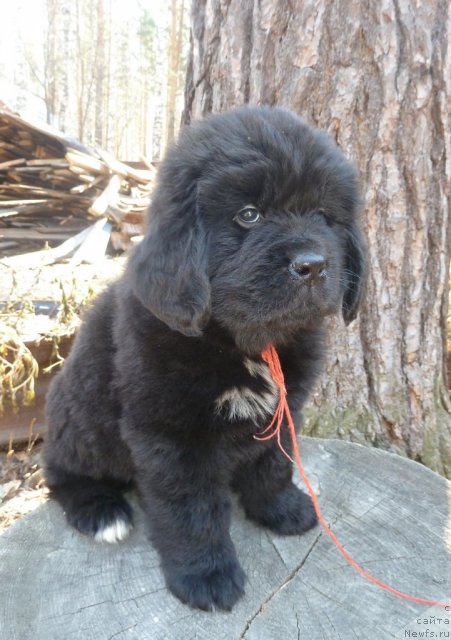 Фото: ньюфаундленд Супер Премиум Лав Ми Тендер