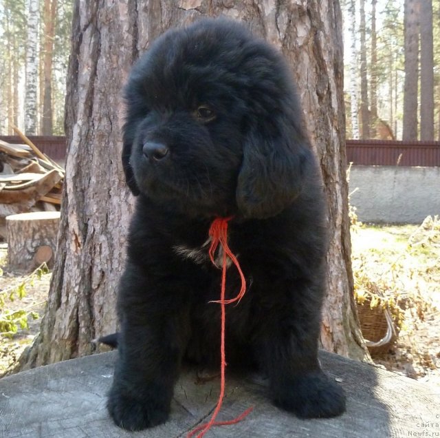 Фото: ньюфаундленд Супер Премиум Лав Ми Тендер