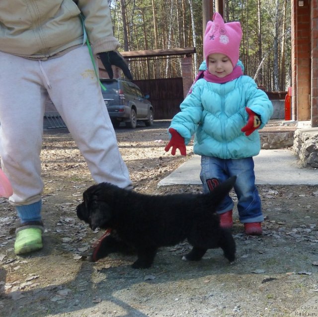 Фото: ньюфаундленд Супер Премиум Лав Ми Тендер