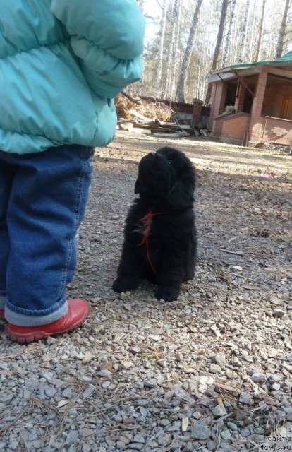 Фото: ньюфаундленд Супер Премиум Лав Ми Тендер