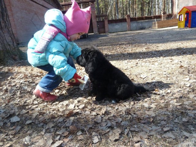 Фото: ньюфаундленд Супер Премиум Лав Ми Тендер