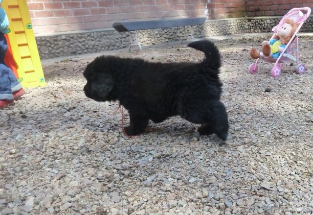 Фото: ньюфаундленд Супер Премиум Лав Ми Тендер