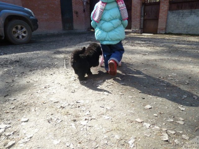 Фото: ньюфаундленд Супер Премиум Лав Ми Тендер