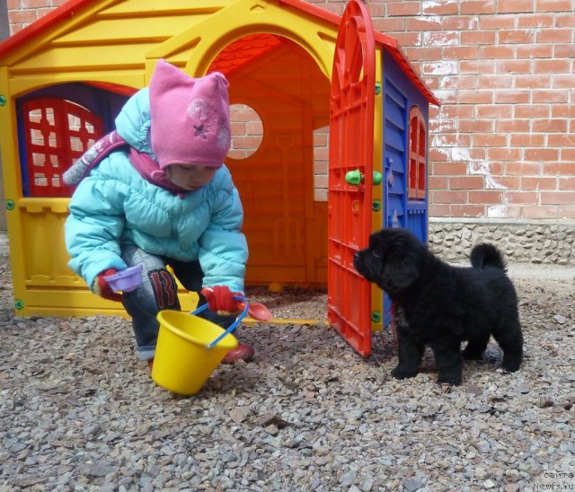 Фото: ньюфаундленд Супер Премиум Лав Ми Тендер