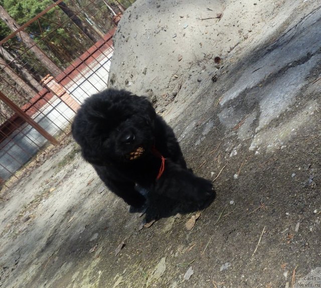 Фото: ньюфаундленд Супер Премиум Лав Ми Тендер