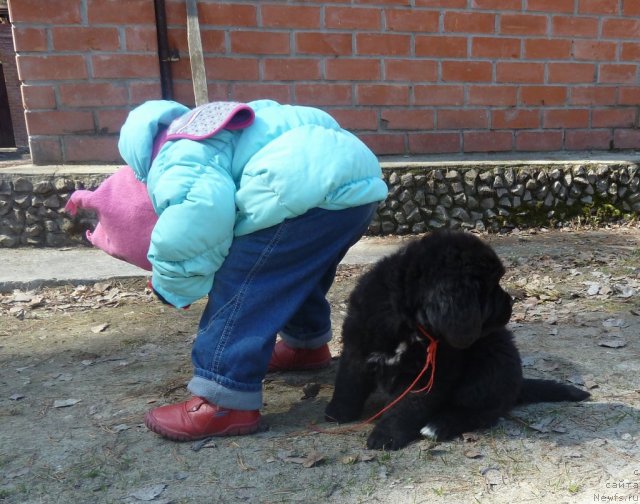 Фото: ньюфаундленд Супер Премиум Лав Ми Тендер