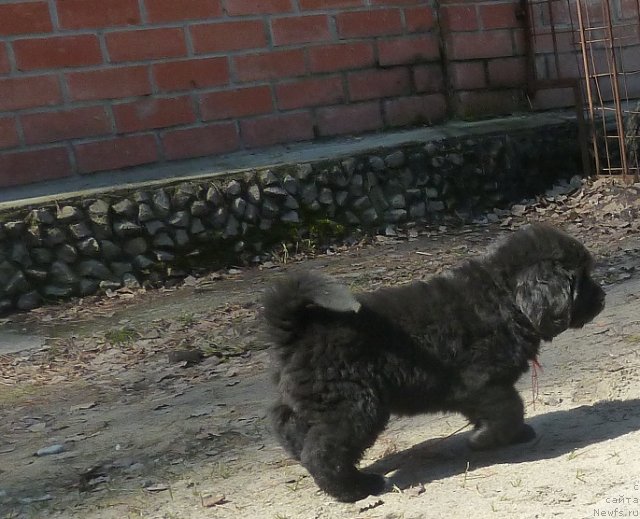 Фото: ньюфаундленд Супер Премиум Лав Ми Тендер