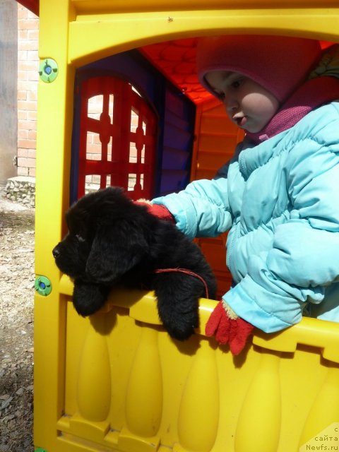 Фото: ньюфаундленд Супер Премиум Лав Ми Тендер