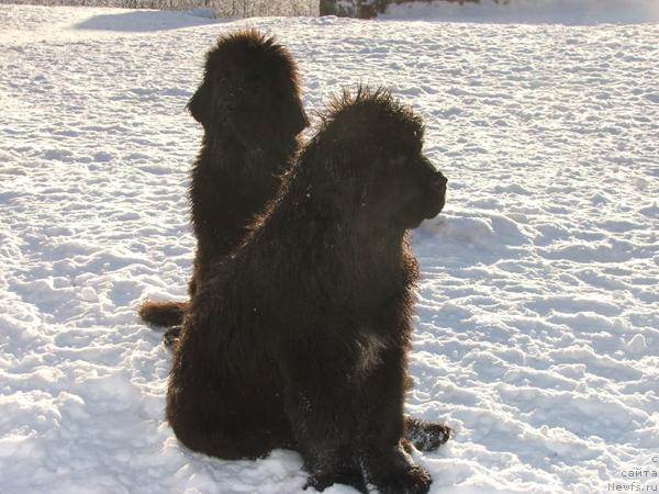 Фото: ньюфаундленд Плюшевая Панда Искрящийся Калипсо (Plushevaya Panda Iskryaschiysya Calipso)