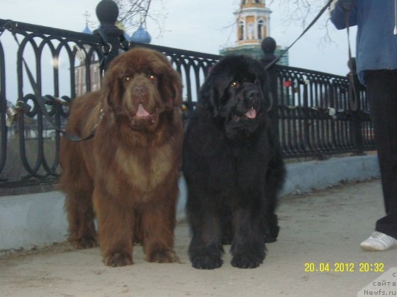 Фото: ньюфаундленд Анджело Орсо Вильгельм (Angelo Orso Vilgelm), ньюфаундленд Анджело Орсо Церера (Angelo Orso Cerera)