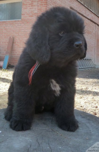 Фото: ньюфаундленд Супер Премиум Лиллихаммер (Super Premium Lillihamer)