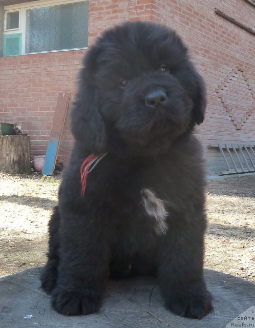 Фото: ньюфаундленд Супер Премиум Лиллихаммер (Super Premium Lillihamer)