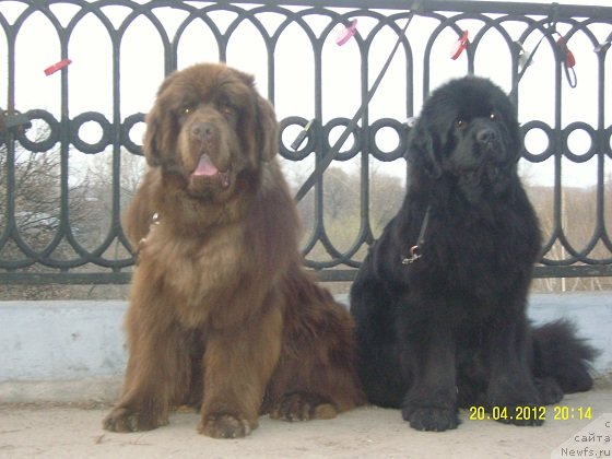 Фото: ньюфаундленд Анджело Орсо Вильгельм (Angelo Orso Vilgelm), ньюфаундленд Анджело Орсо Церера (Angelo Orso Cerera)