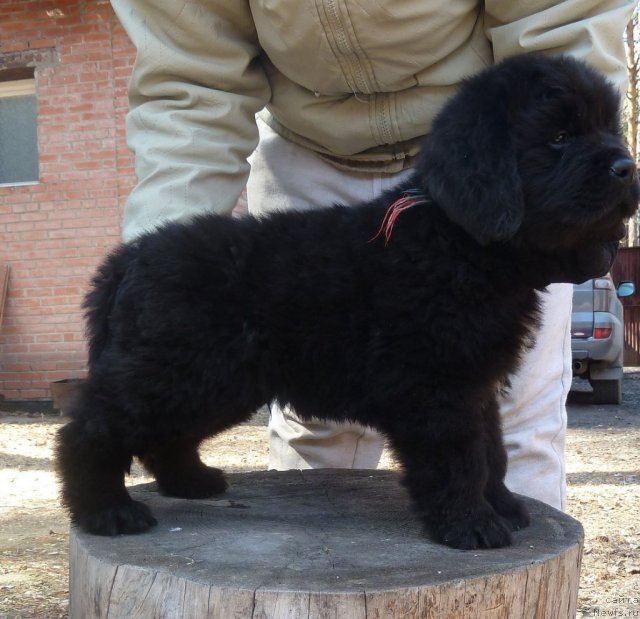 Фото: ньюфаундленд Супер Премиум Лиллихаммер (Super Premium Lillihamer)