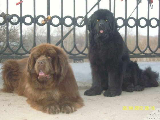 Фото: ньюфаундленд Анджело Орсо Вильгельм (Angelo Orso Vilgelm), ньюфаундленд Анджело Орсо Церера (Angelo Orso Cerera)