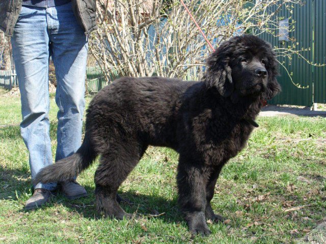 Фото: СЫНОК, ньюфаундленд Царевич Империи Ньюф от Марлеон Дусвик, ньюфаундленд Эллада Богиня Моря