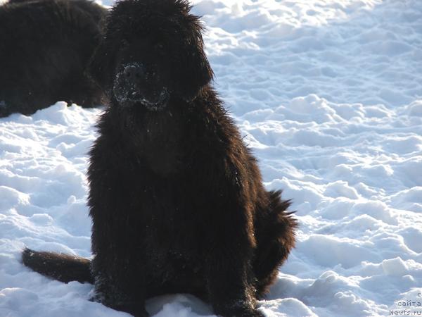 Фото: ньюфаундленд Плюшевая Панда Ко-Ко Шанэль