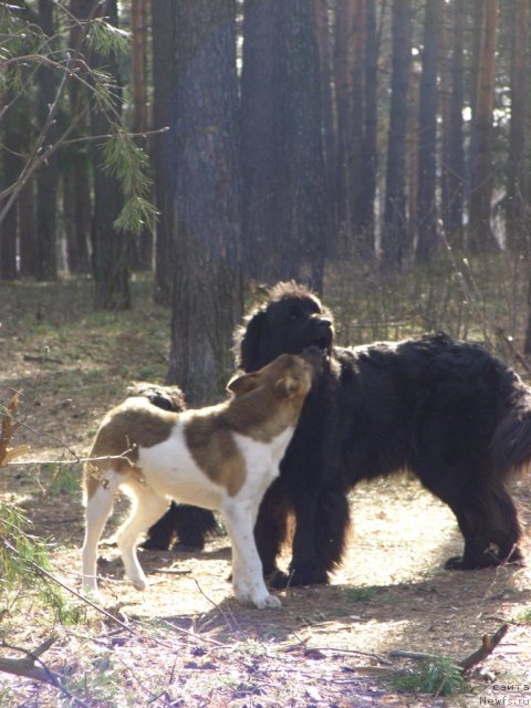 Фото: ньюфаундленд Лесная Сказка Лунная Соната
