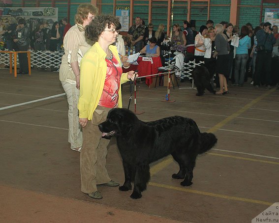 Фото: ньюфаундленд Сент Джонс Шармель, Валерия Захарченко