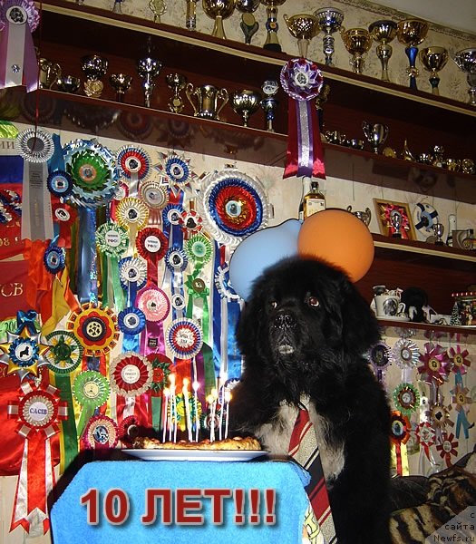 Фото: ньюфаундленд Bartez Beliy