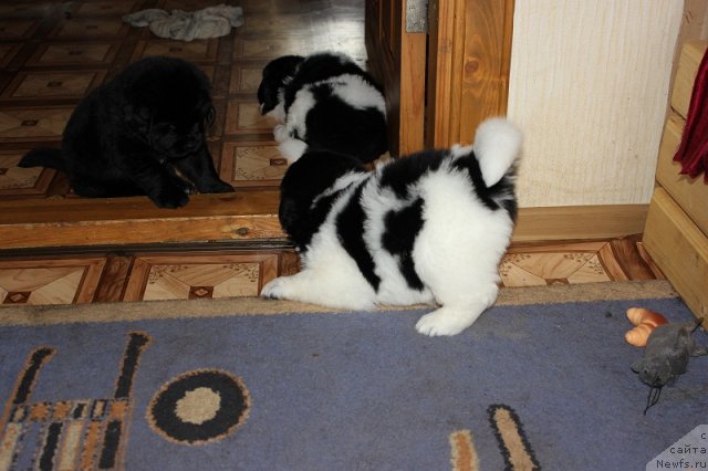 Фото: ньюфаундленд Искушение Моей Души (Iskushenie Moey Dushi)