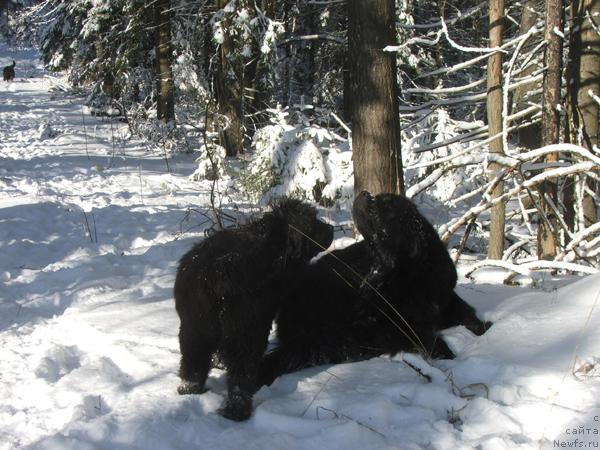 Фото: ньюфаундленд Плюшевая Панда Искрящийся Калипсо (Plushevaya Panda Iskryaschiysya Calipso)